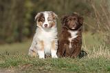 BERGER AUSTRALIEN PUPPIES 197